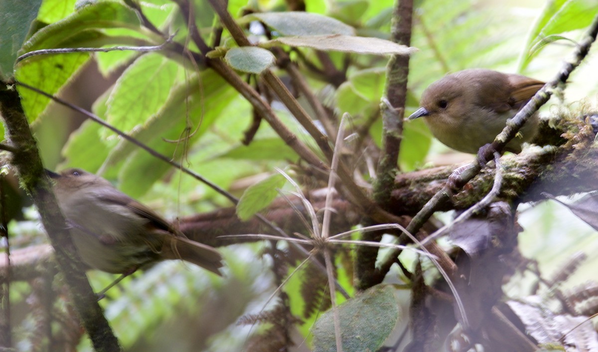 Papuan Scrubwren - Marcia Balestri