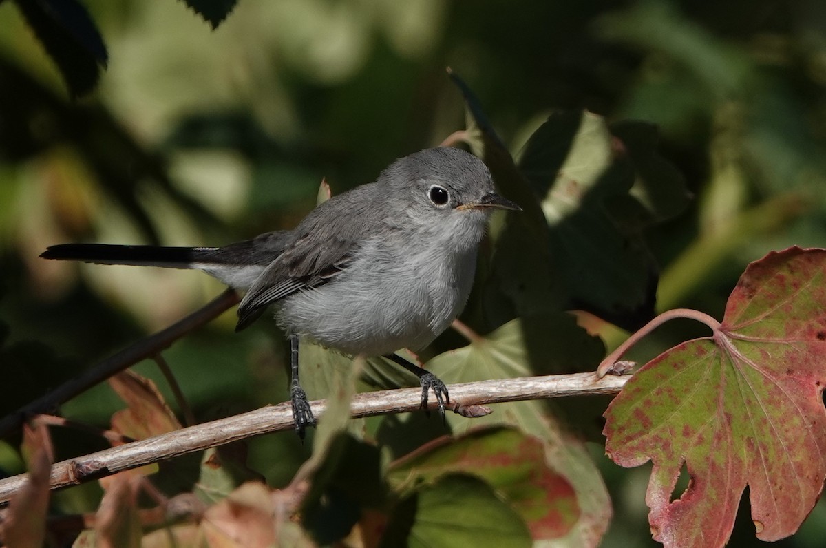 Blue-gray Gnatcatcher - ML608584750