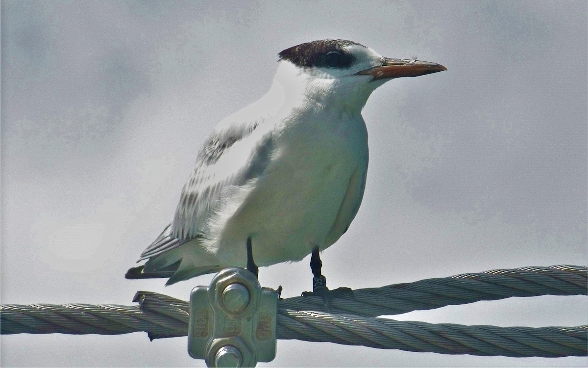 Royal Tern - ML608584844