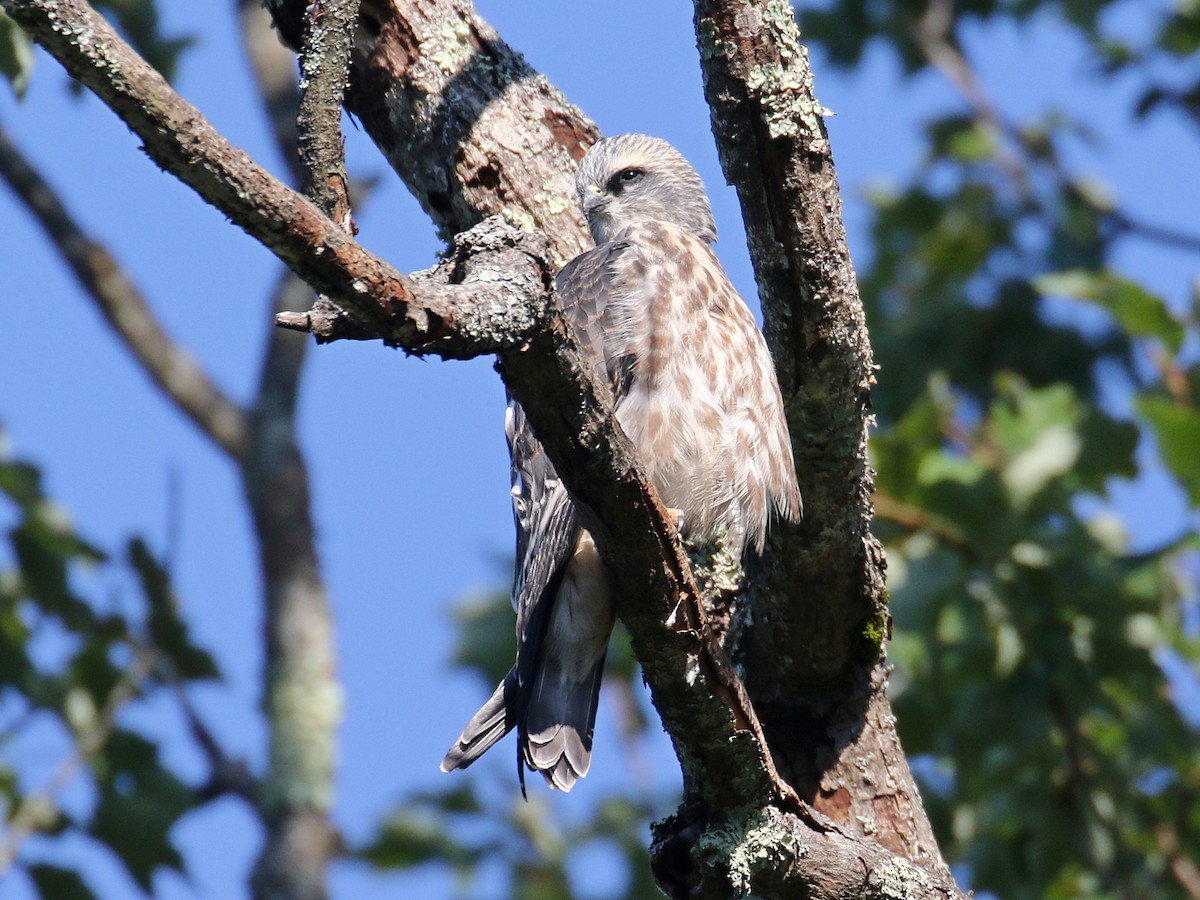 Mississippi Kite - Stephen Mirick