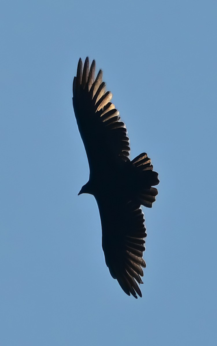 Common Raven - ML608585113