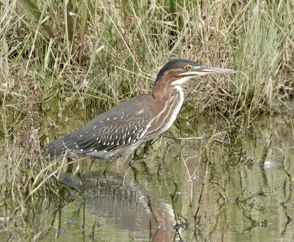 Green Heron (anthonyi) - ML608585187