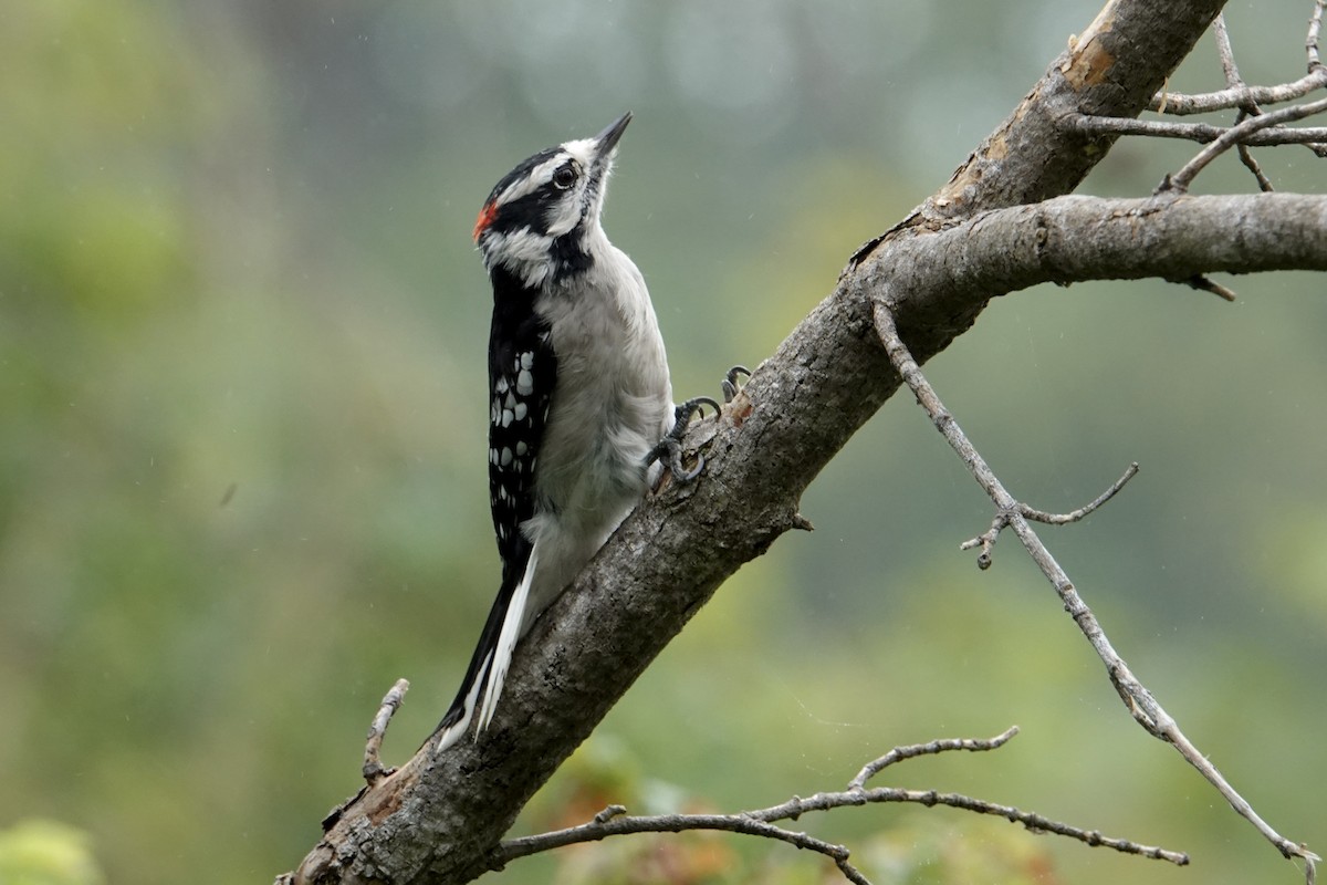Downy Woodpecker - ML608585195