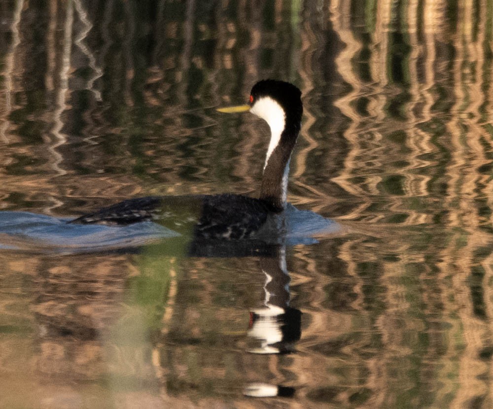 Clark's Grebe - ML608585206