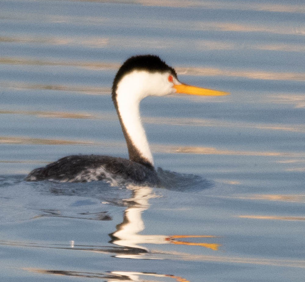 Clark's Grebe - ML608585207