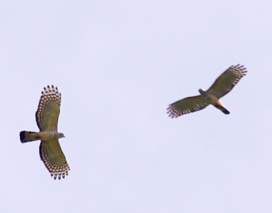 Pacific Baza - ML608585227