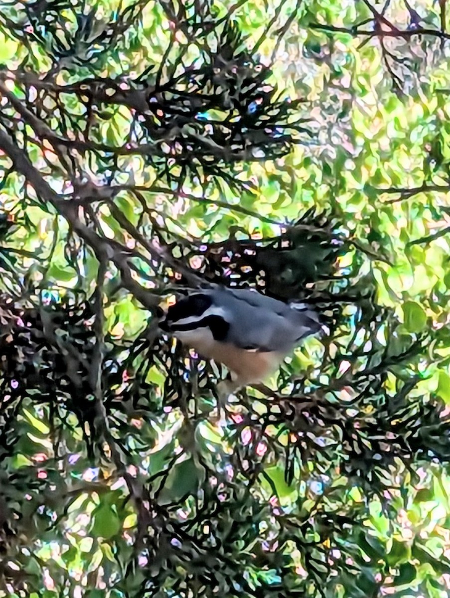 Red-breasted Nuthatch - ML608585301