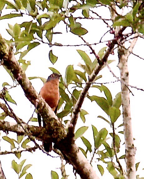 Chestnut-breasted Cuckoo - ML608585340