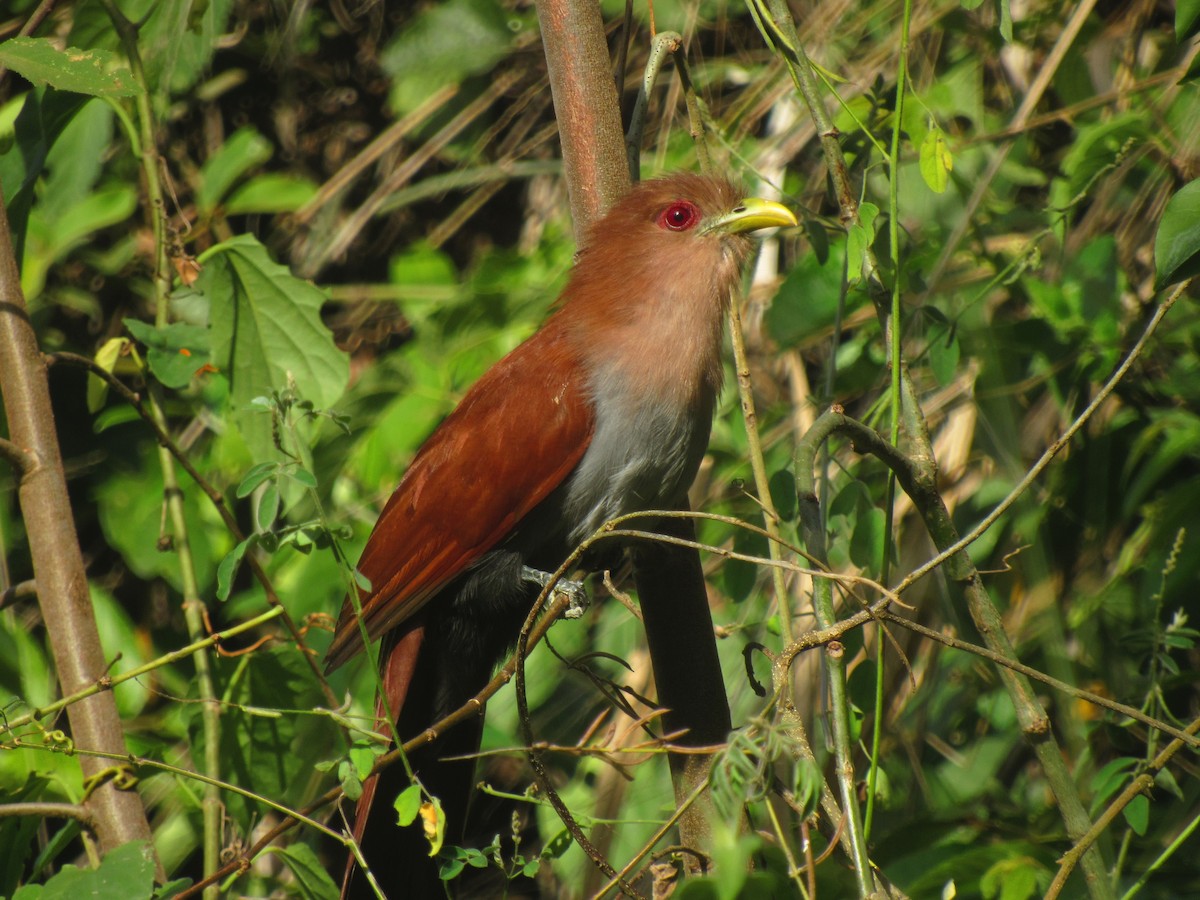 Squirrel Cuckoo - ML608585451