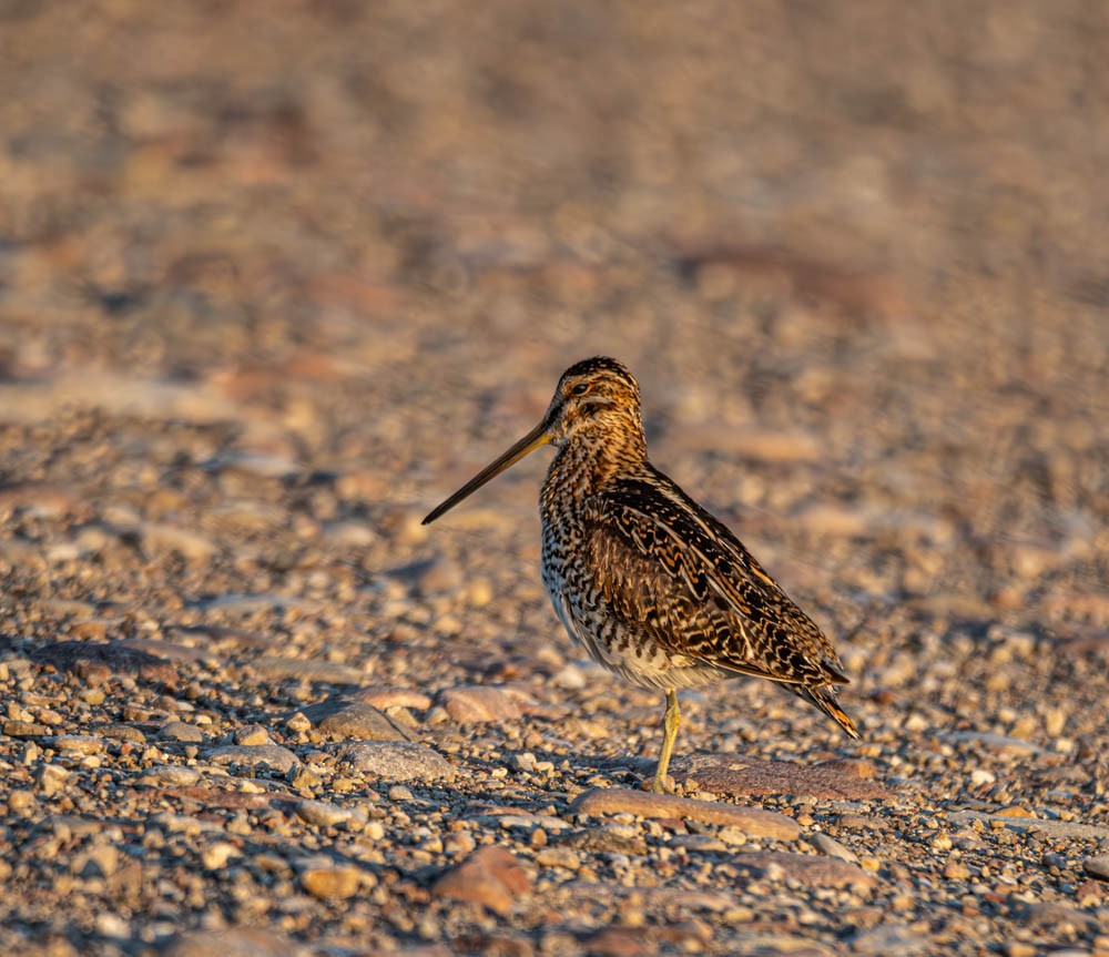 Wilson's Snipe - ML608585556