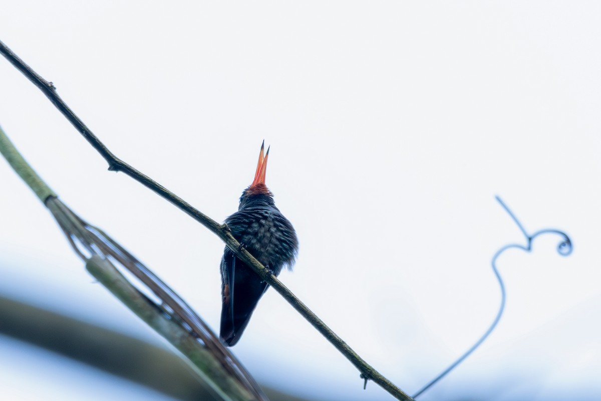 kolibřík savanový - ML608585595