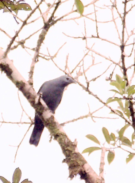 Boyer's Cuckooshrike - Marcia Balestri