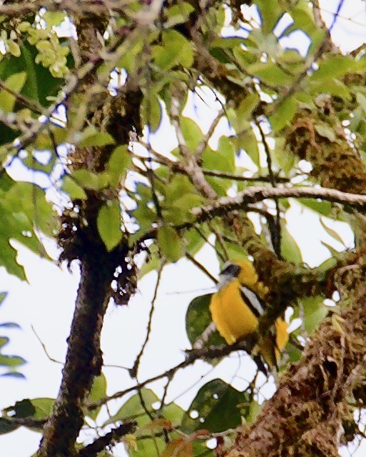 Golden Cuckooshrike - Marcia Balestri