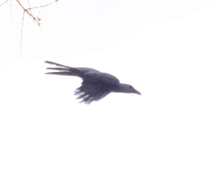 Stout-billed Cuckooshrike - ML608585651