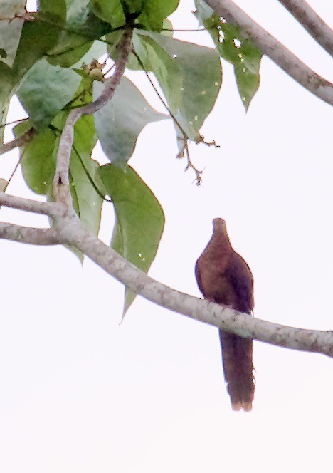 Amboyna Cuckoo-Dove - ML608585664