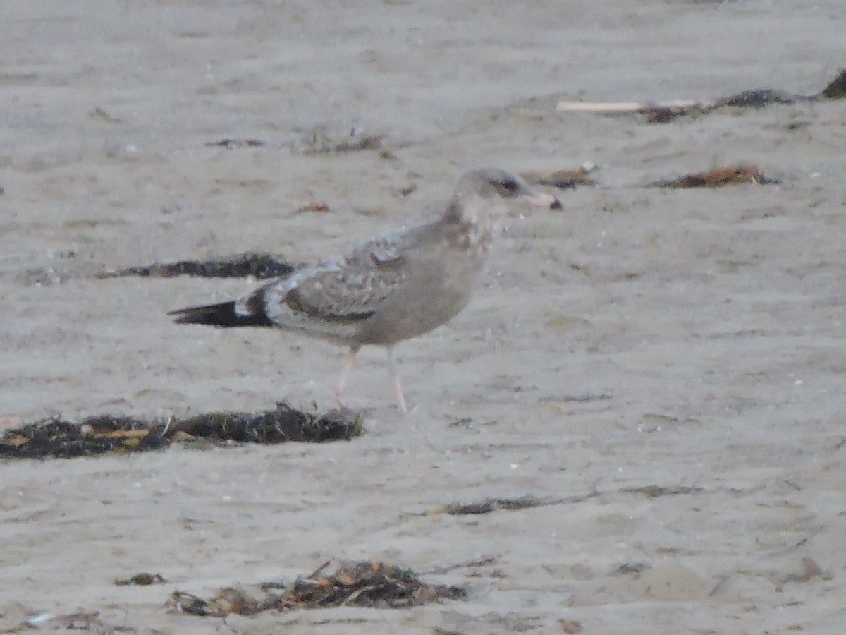 California Gull - ML608585671