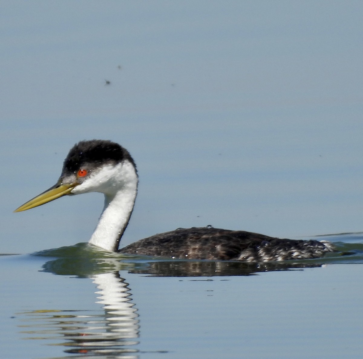 Western Grebe - ML608585736