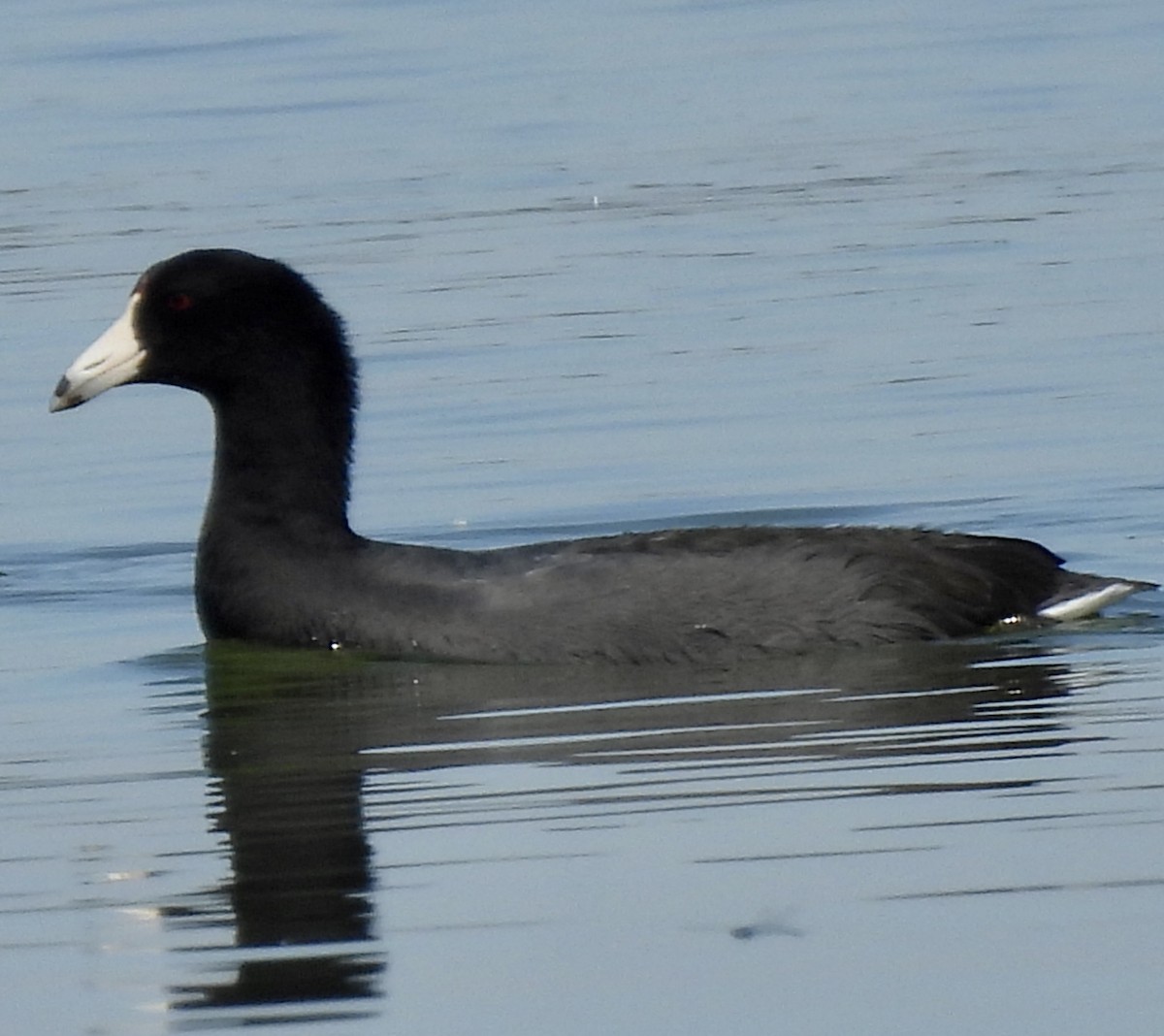 American Coot (Red-shielded) - ML608585771