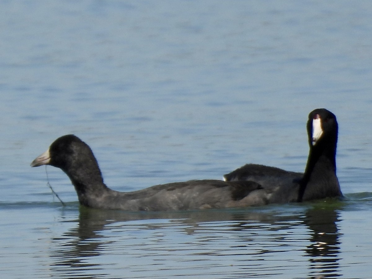 American Coot (Red-shielded) - ML608585772