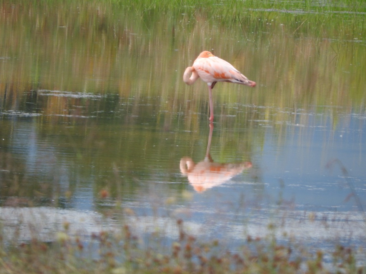 American Flamingo - ML608585865