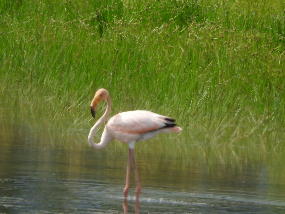 Amerika Flamingosu - ML608585866