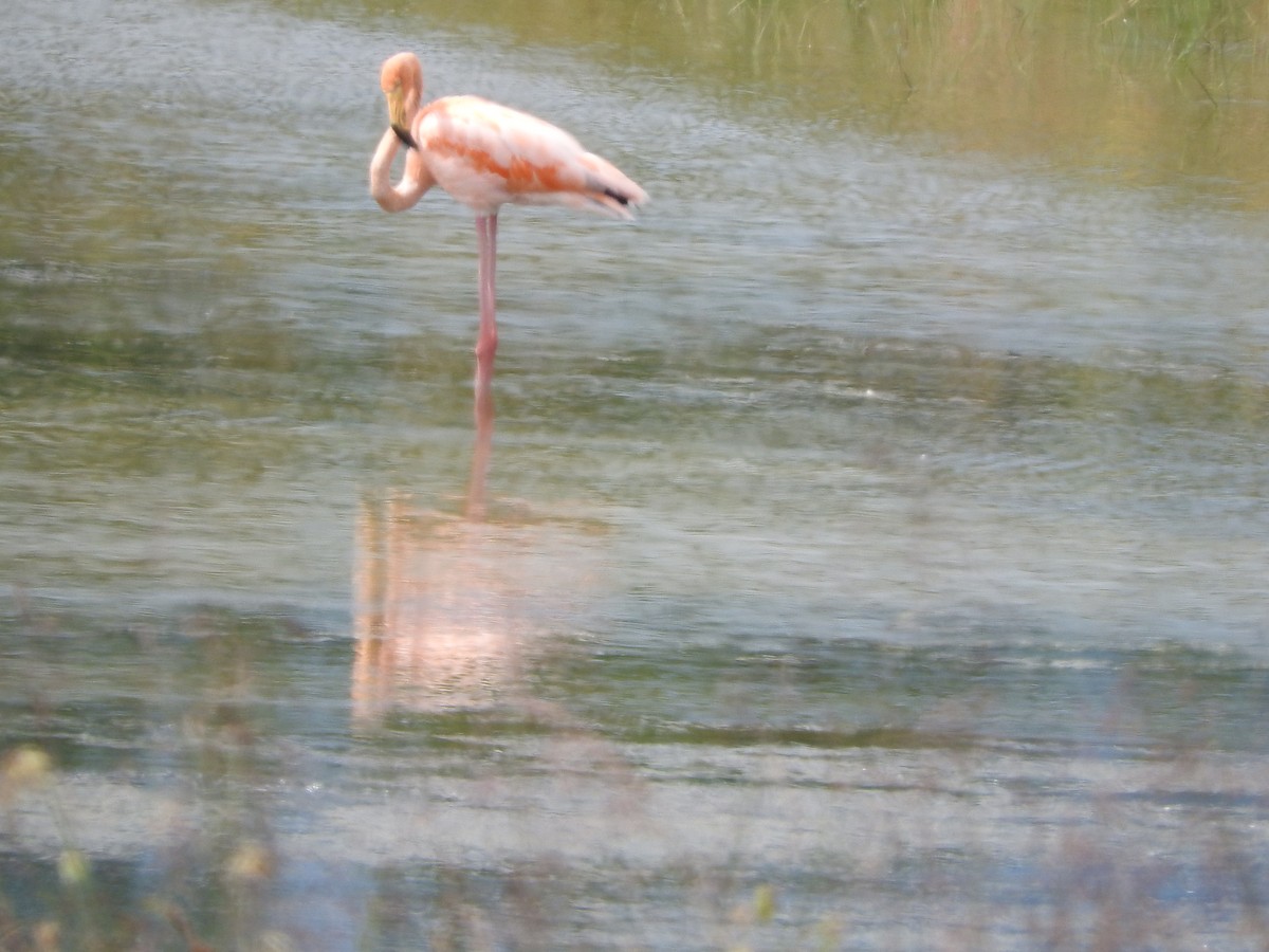 Amerika Flamingosu - ML608585867