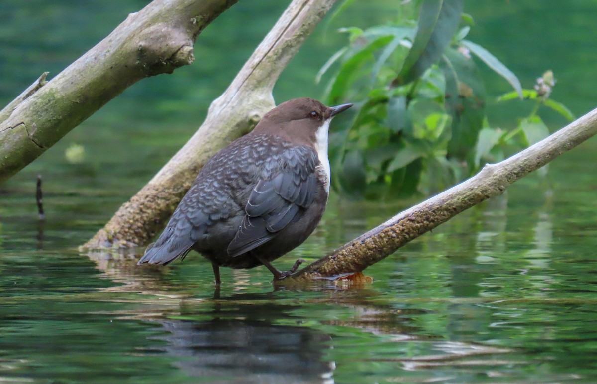 White-throated Dipper - ML608585998