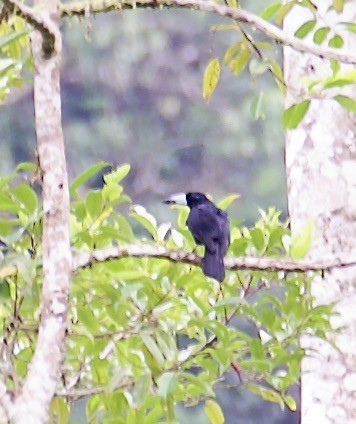 Чёрная флейтовая птица - ML608586002