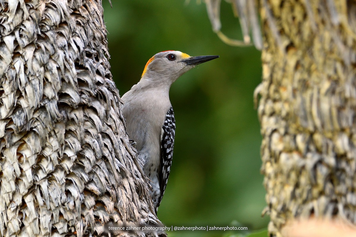 Golden-fronted Woodpecker - ML60858611