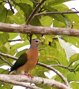 Purple-tailed Imperial-Pigeon - Marcia Balestri