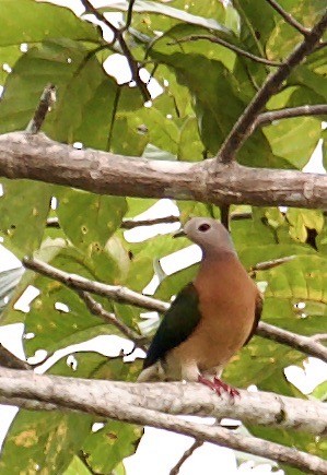 Purple-tailed Imperial-Pigeon - ML608586260