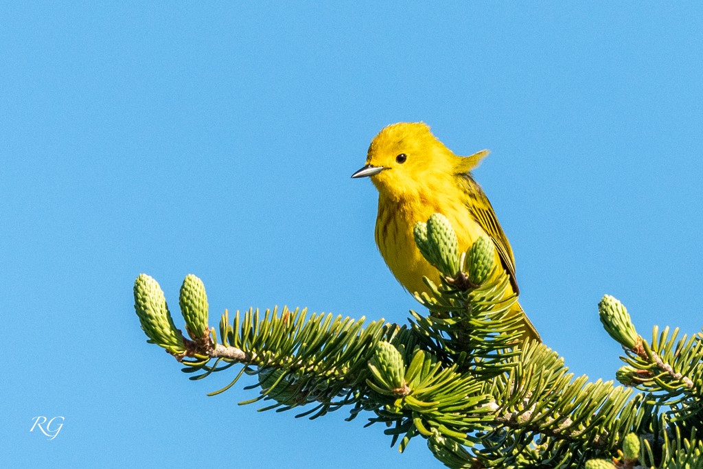 Yellow Warbler - ML608586262