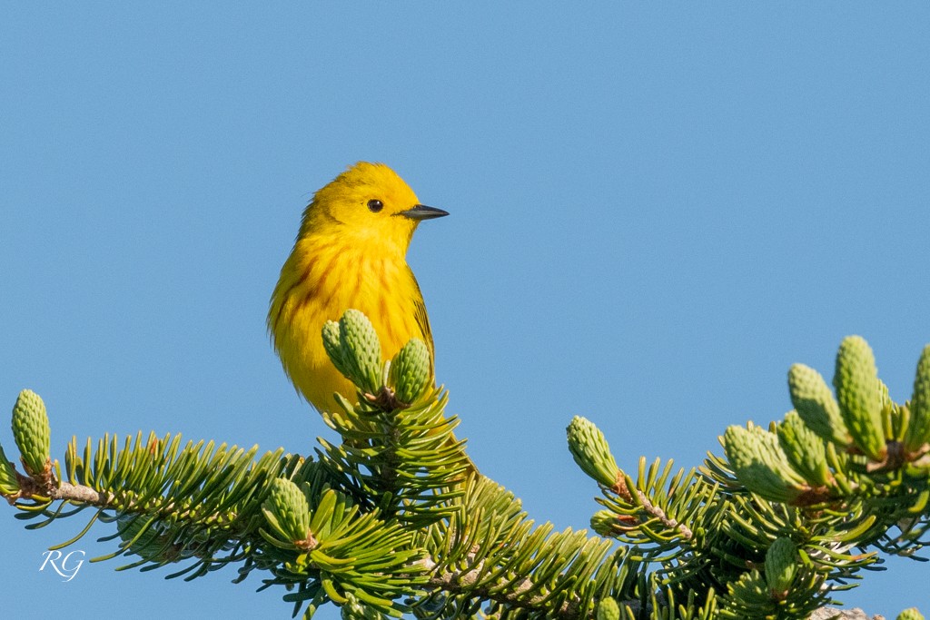 Paruline jaune - ML608586263