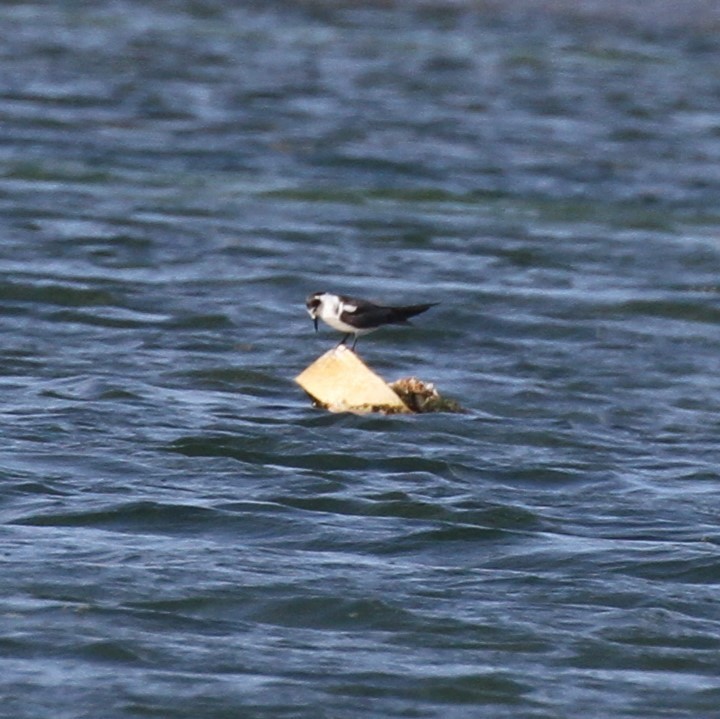 Black Tern - ML608586280