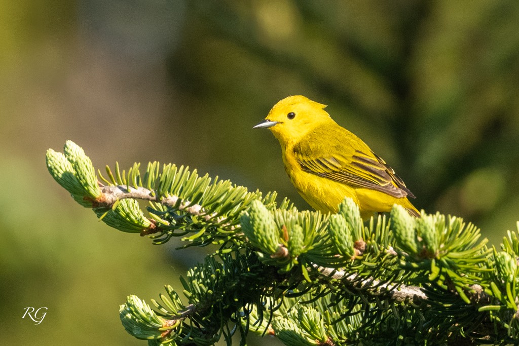 Yellow Warbler - Michèle Beaulieu