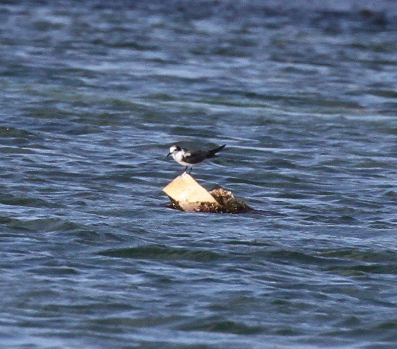 Black Tern - ML608586284