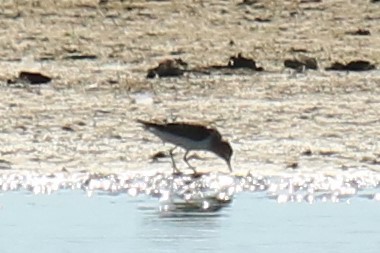 Common Sandpiper - Jan Roedolf