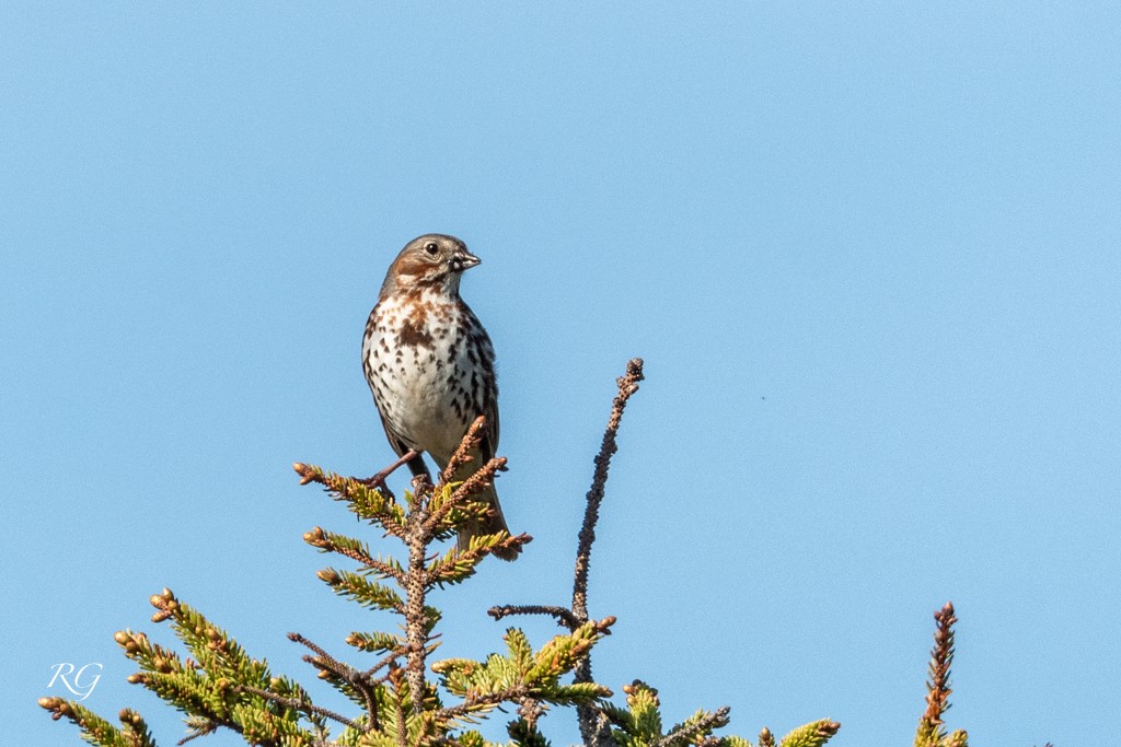 Fox Sparrow - ML608586293