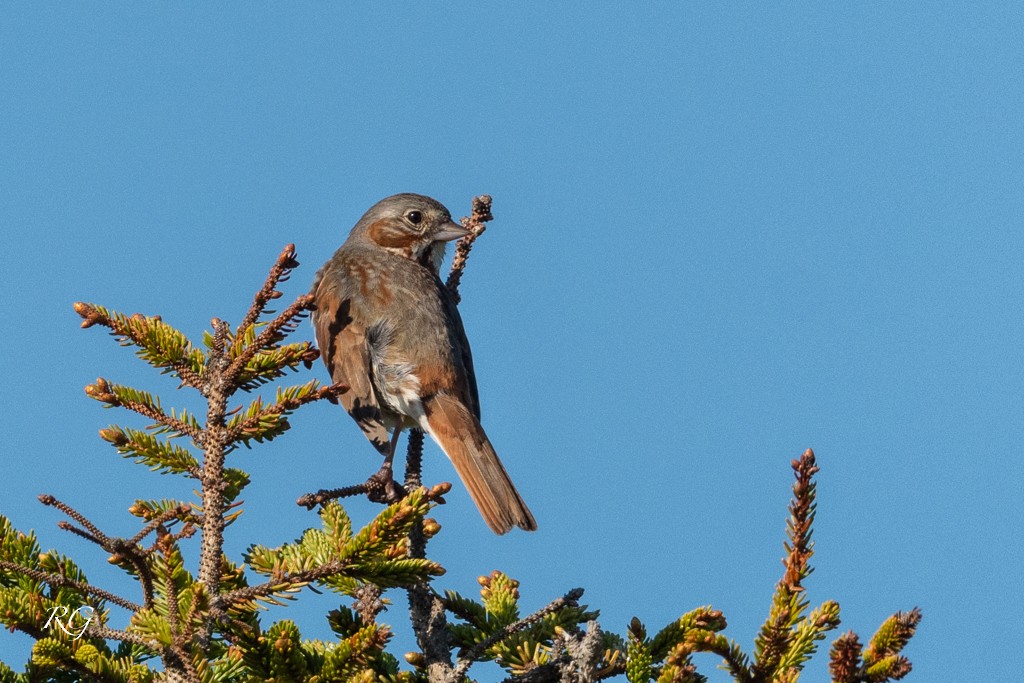 Fox Sparrow - Michèle Beaulieu