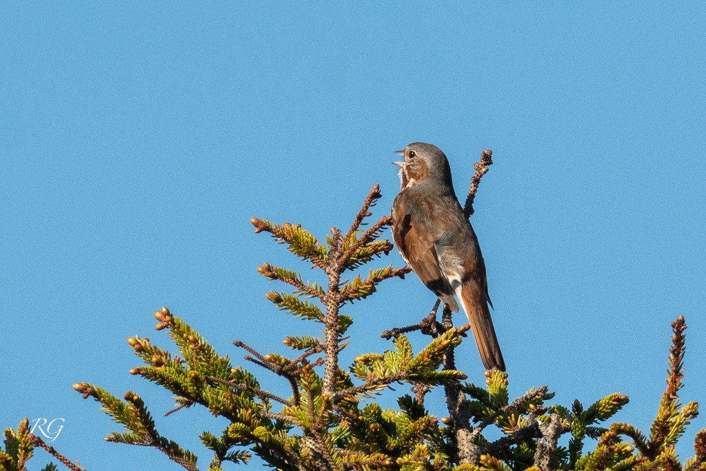 Fox Sparrow - ML608586295