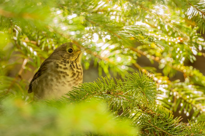 Hermit Thrush - ML608586307