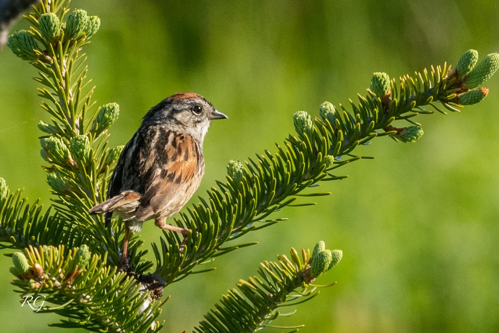 Swamp Sparrow - ML608586319