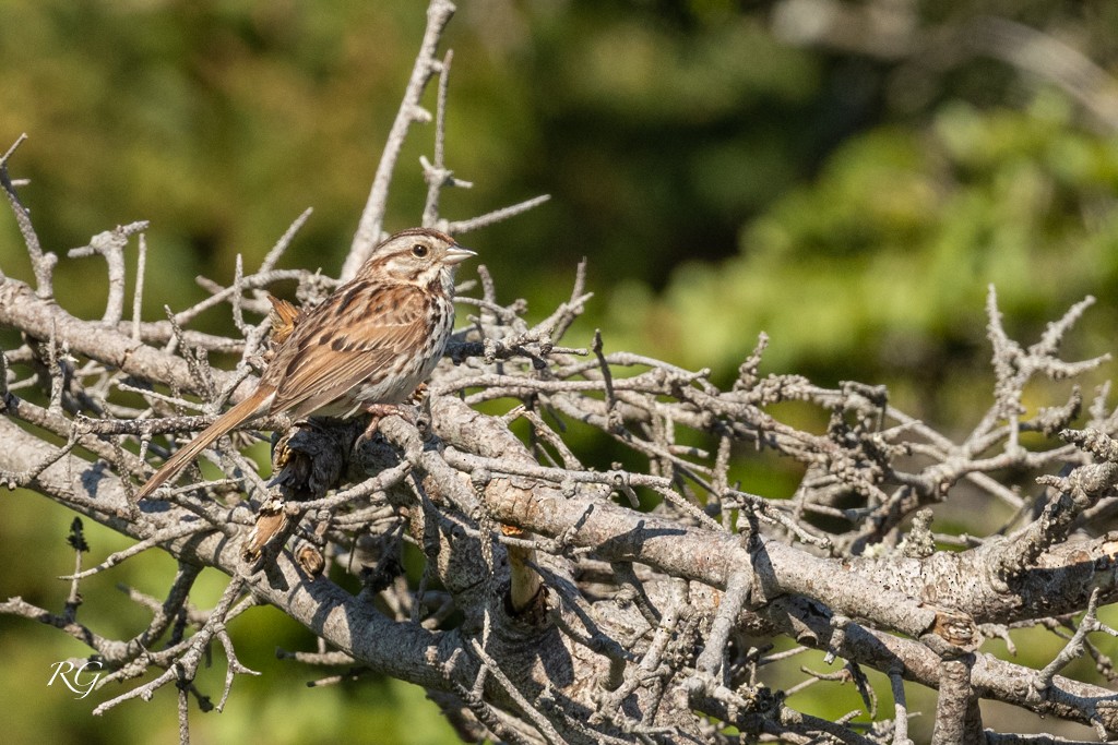 Song Sparrow - ML608586322