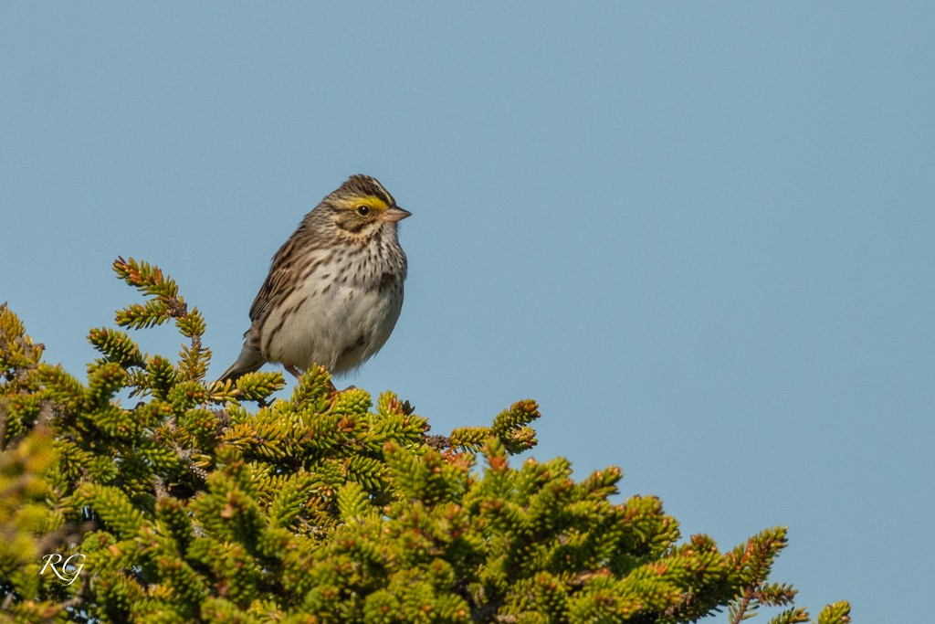 Savannah Sparrow - Michèle Beaulieu