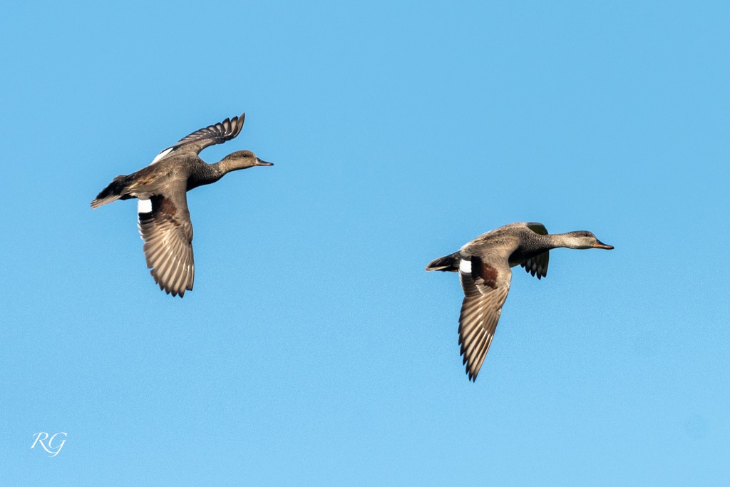 Gadwall - Michèle Beaulieu