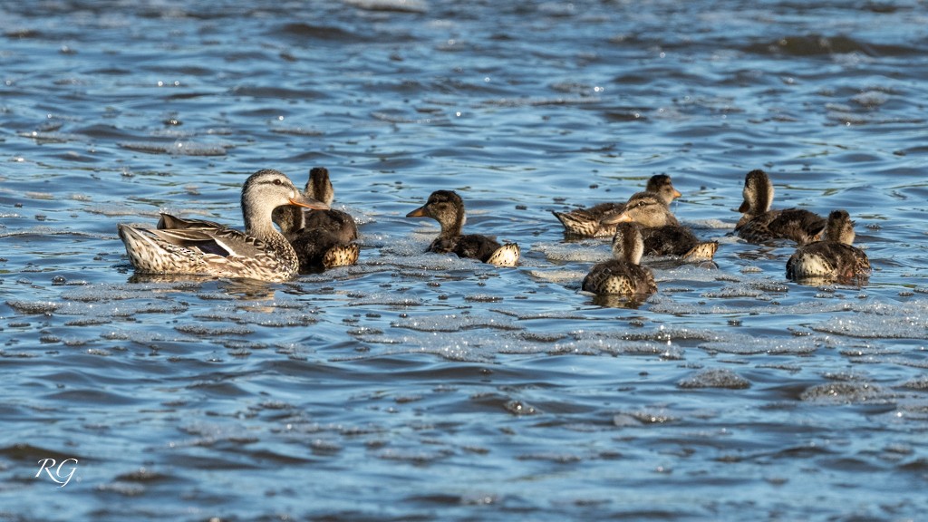 American Black Duck - Michèle Beaulieu