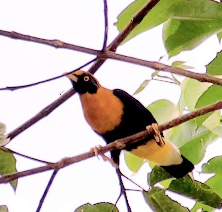 Golden Myna - Marcia Balestri