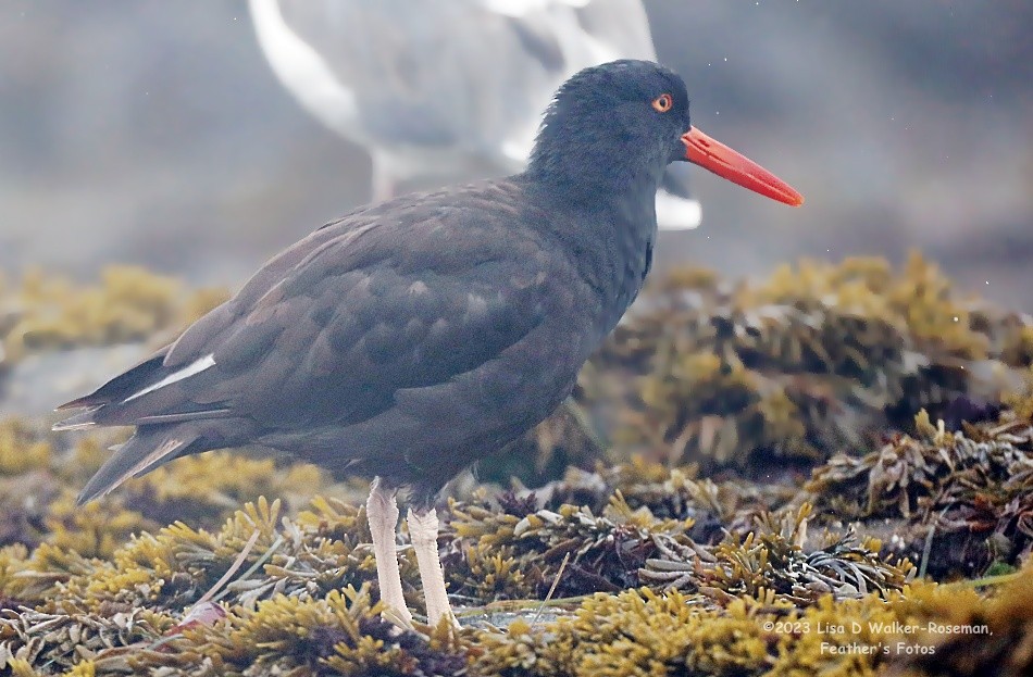 Black Oystercatcher - Lisa Walker-Roseman