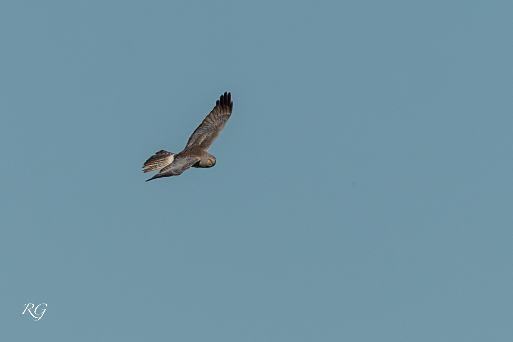 Northern Harrier - ML608586406