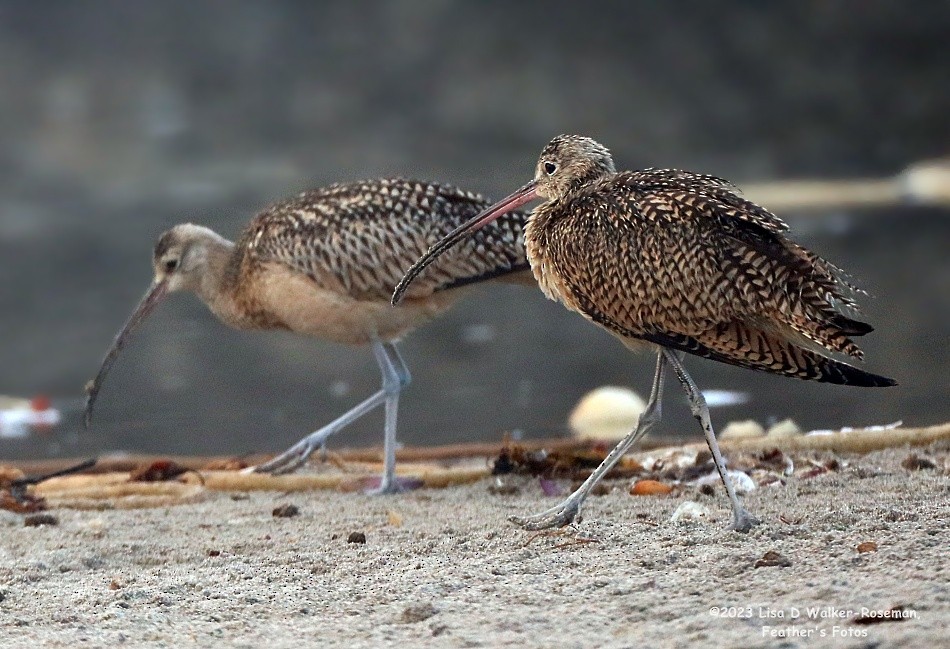 Long-billed Curlew - ML608586450